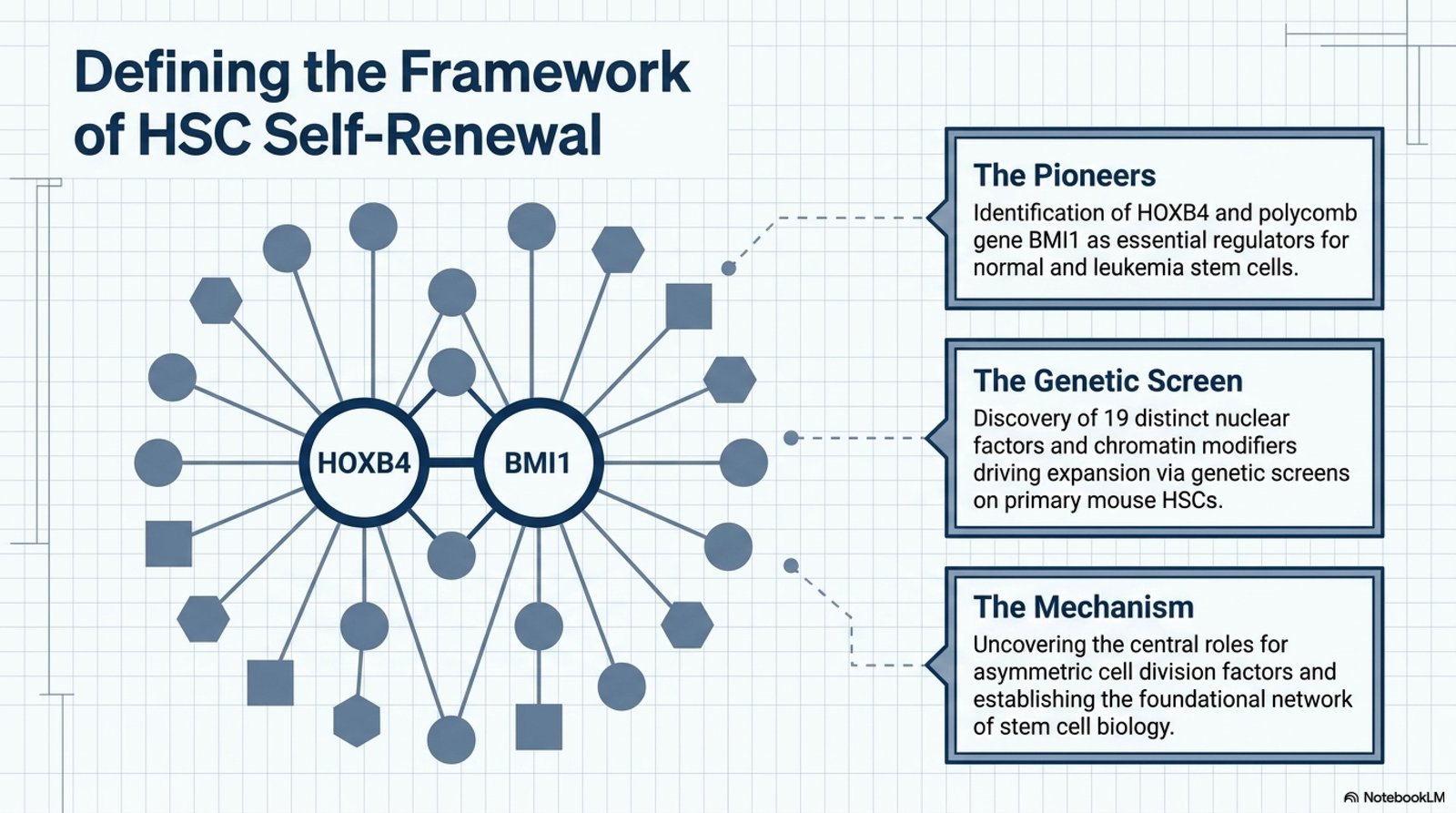 Defining the framework of HSC self-renewal